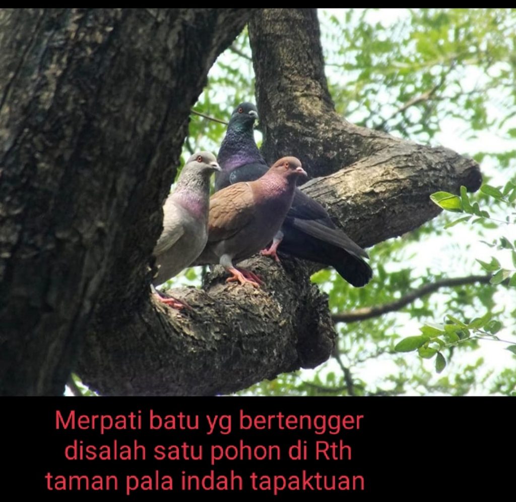 Habitat Burung Liar RTH Tapaktuan Bukan Untuk Diburu dan Ditembak
