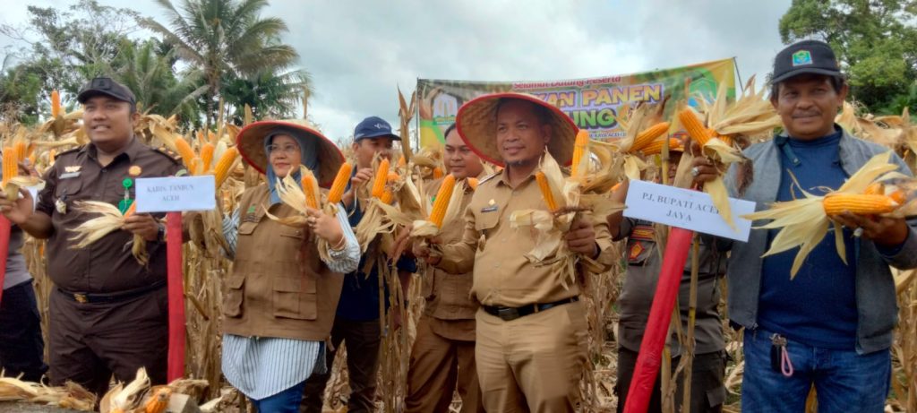 Pj Nurdin Bersama Kadistanbun Aceh, Panen Jagung Nasa Di Bintah
