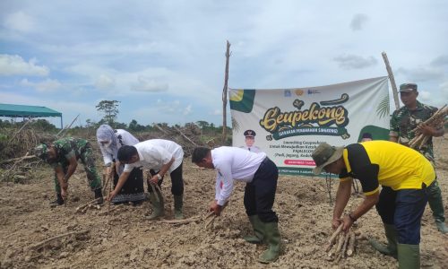 Luncurkan Program Geupekong, Pemkab Aceh Jaya Tanam Bibit Singkong