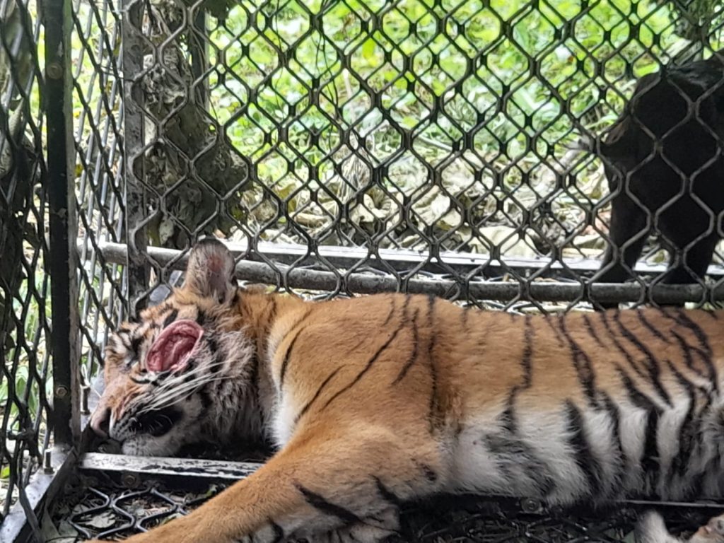 Harimau Sumatera Masuk Perangkap, Usai Terkam Warga Aceh Selatan