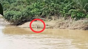 Warga Dihebohkan Kemunculan Buaya Di Sungai Meureubo Aceh Barat