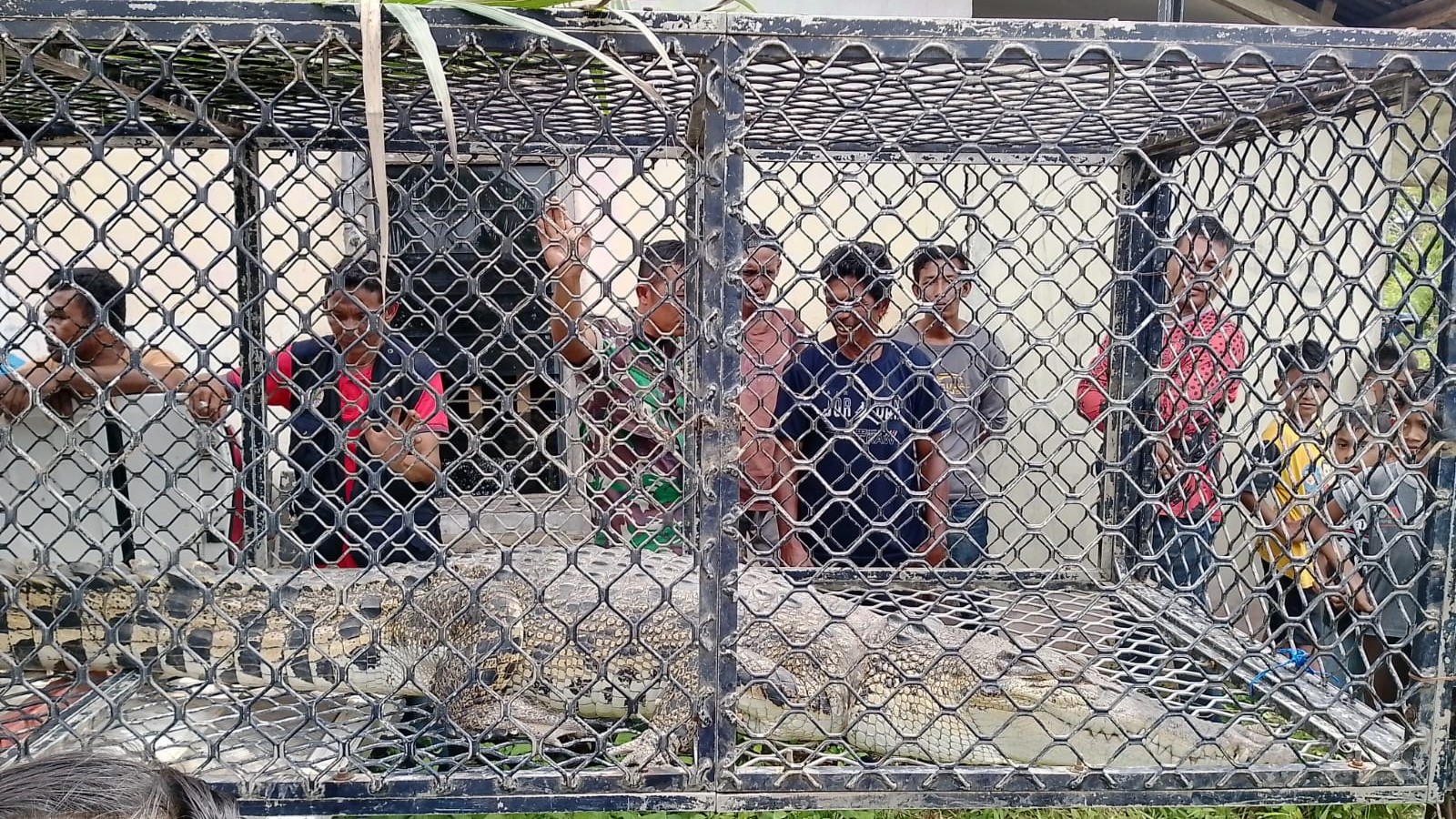 Buaya Bobot 200 Kilogram Masuk Perangkap BKSDA