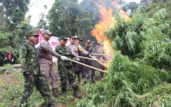 Polres Aceh Besar Bersama BNN Musnahkan Empat Hektar Ladang Ganja