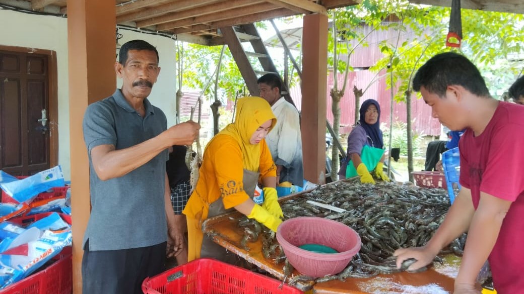 Masyarakat Gampong Ladang, Panen Udang Vaname Hasil Budidaya