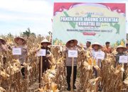 Panen Jagung Pulo Tinggi Aceh Jaya untuk Negeri 24,5 Ton Jagung Jadi Harapan Ketahanan Pangan